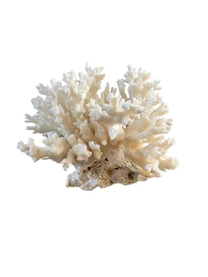NS White Coral Piece